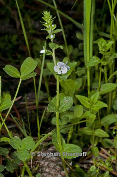 veronica serpylifolia ssp humifusa 1 graphic